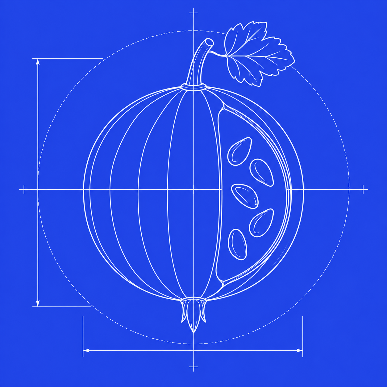 A gooseberry drawn as a botanical blueprint, with construction lines and a cutaway showing the seeds.